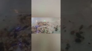 Создание мини разводни гуппи