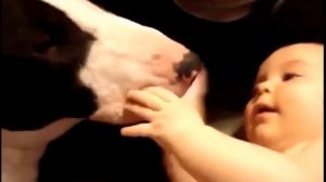 Бультерьер играет с малышом