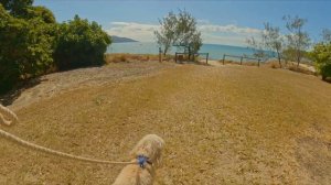 Episode 50 Assistance Animal @ Airlie Beach Region Part 2 (Hydeaway Bay and Cape Gloucester)