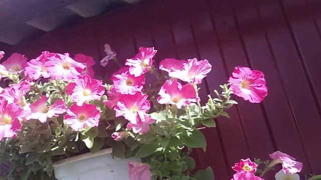 Сорта петунии, которые порадовали меня в 2020 году. смотреть онлайн