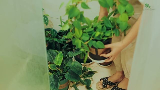 Sub) My Houseplant Grow Lights & Setup | DIY Plant Shelf With LED Lighting | Gardening Tips смотреть онлайн