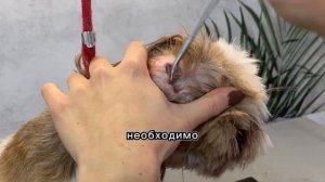 Как почистить уши собаке. Чистка ушей в домашних условиях #viral #dog #собака #animal #pet #fyp