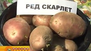 Лучшие сорта семенного картофеля для нашего региона
