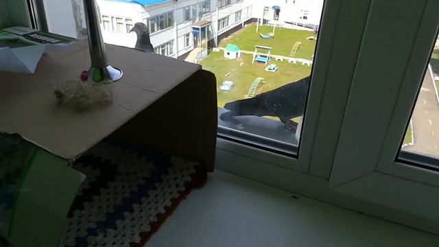 Ко мне прилетели голуби смотреть онлайн