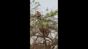 Тигр пытается достать обезьяну