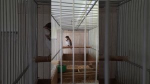 Песня овсянки-ремеза. 19.09.2022.