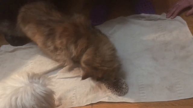 Как научить ежика бегать (никак?!) смотреть онлайн