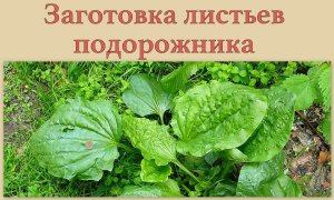 Заготовка листьев подорожника
