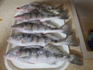 Рыбалка на БЕРША. Поставушки ловят только крупных БЕРШЕЙ!!! (Сезон 2023г декабрь. Нырганда)