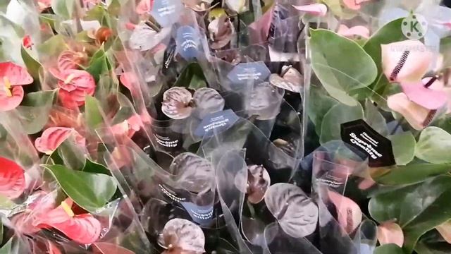 Комнатные цветы. Обзор магазина Леруа Мерлен. Цены и ассортимент комнатных цветов.  г. Краснодар.