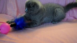  Шотландский вислоухий голубой котик 2 мес.