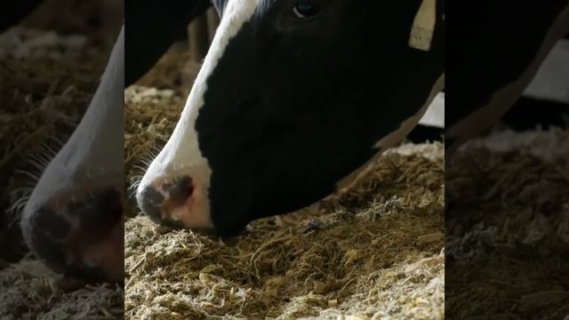 Подвоз, измельчение и раздача корма коровам, тюки соломы, сена, силоса, видео.mp4