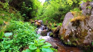 3 Hour Relaxing View of a Cascading Tropical River with Soothing Sounds of Nature and Ambient Music