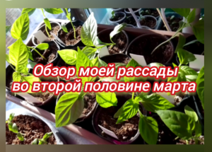 Обзор моей рассады во второй половине марта
