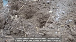 Как посадить лук-севок | How to plant onion sevok