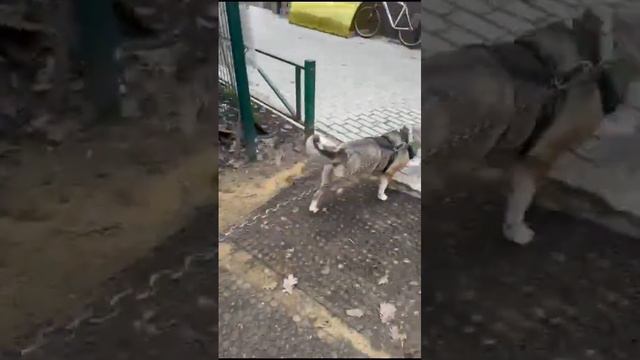 Ласточка 140424