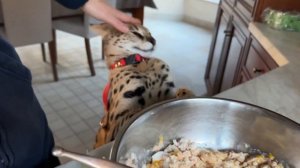 Домашний сервал мяукает разговаривает 😹 serval meow serval song