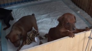 Щенки цвергпинчера 1 мес