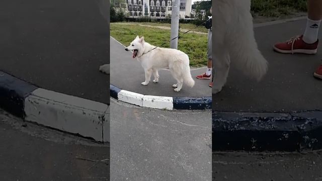 Swiss White Shepherd 2.5 years old (Швейцарская белая овчарка 2,5 года)