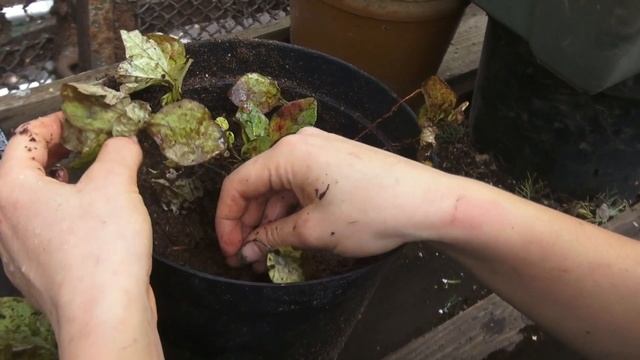 Красника. Пересадка растений полученных с Камчатки смотреть онлайн