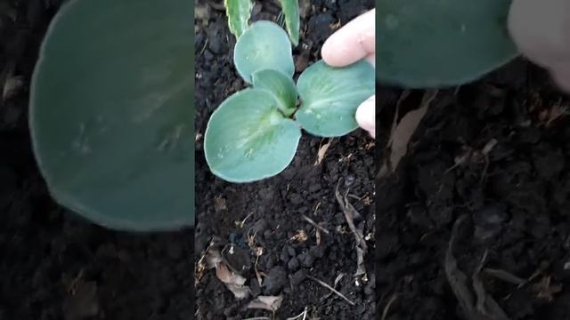 #сад #хостакарлик #хостаголубая / Карликовая хоста Блу Маус Иарс (лат.  hosta Blue Mouse Ears)