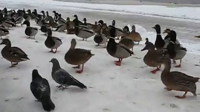 2021 кормление уток Великий Новгород смотреть онлайн