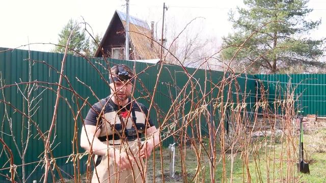 Начал делать ЭТО с МАЛИНОЙ! Теперь не знаю, куда девать УРОЖАЙ! Весенний этап двойной обрезки! ВАЖН