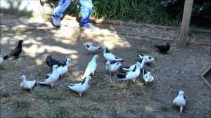 СТАРОПОРОДНЫЕ БАКИНСКИЕ ГОЛУБИ В Кишинёве / Baku Pigeons in Moldova ( Ceban Ivan , Chisinau )