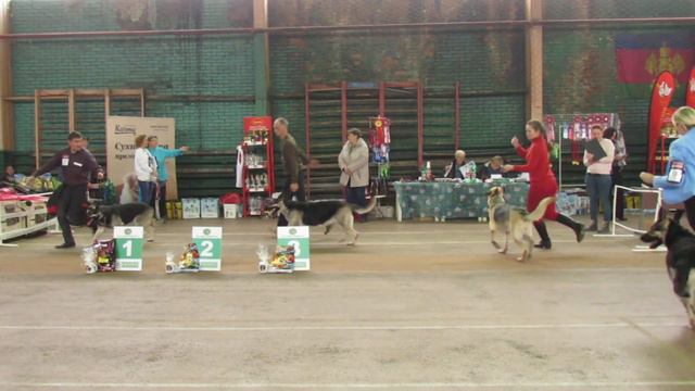 Суки Открытый класс смотреть онлайн