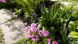 Примула Зибольда у меня в саду.