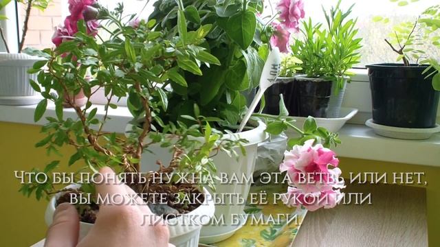 ФОРМИРОВАНИЕ КОМНАТНОГО ГРАНАТА | БОНСАЙ ИЗ ГРАНАТА