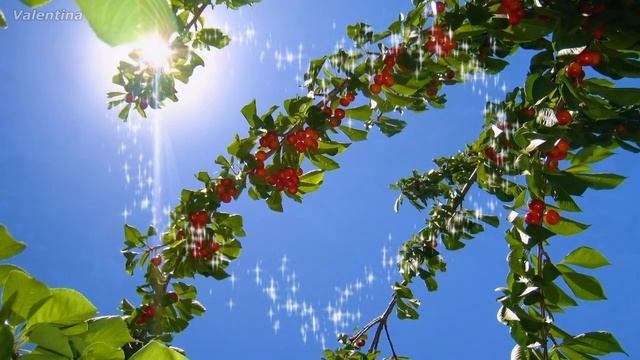 ВИКТОР КОРОЛЁВ - ВИШНЯ В САДУ смотреть онлайн