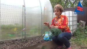 Опора для гороха (шпалера)