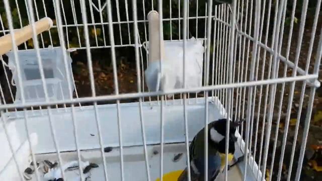 Синицы 03 11 13 смотреть онлайн