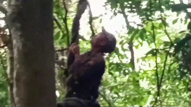 hunting yos hav zoo tuas tau liab loj heev touayang смотреть онлайн