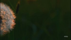 Simon O'Shine - Enthusiasm (Original Mix) [Music Video] [Defcon].mp4