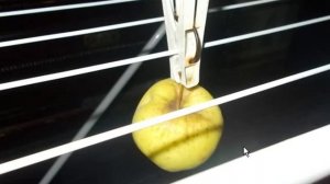 Как сохранить яблоки дольше