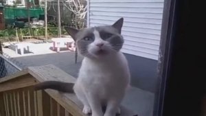 Кот орет и настойчиво просится домой (очень смешно!)