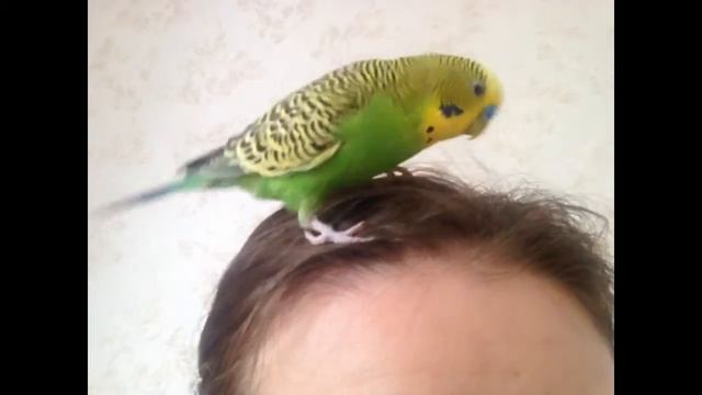 Попугай-парикмахер! смотреть онлайн