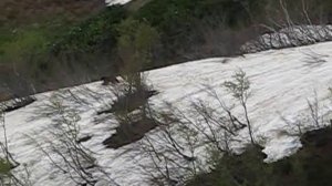 медведь в Красной Поляне