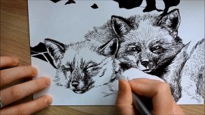 Лисы.Скетчбук(процесс рисования)\Foxes(drawing process)