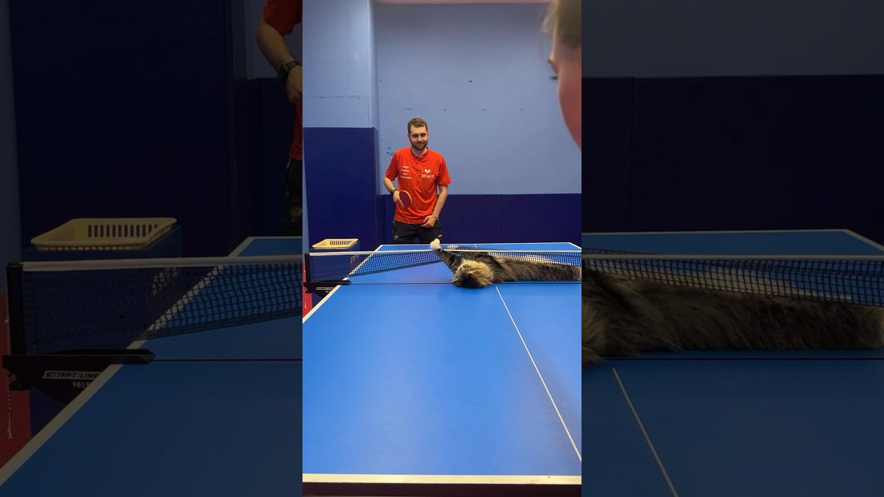 Завершающий УДАР от КОТА! #tabletennis #pingpong смотреть онлайн