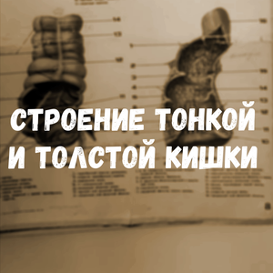 Строение тонкой и толстой кишки (ЗБМК)