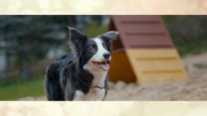 Загадка про бегущую собаку от моего учителя физики, которая поставила в тупик и детей, и родите