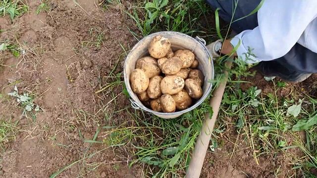 Картофель сынок смотреть онлайн