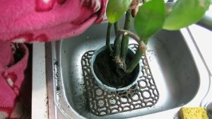 СПАСАЕМ ДОЛЛАРОВОЕ ДЕРЕВО -палец в верх  -Долларовое дерево -цветет .To save the dollar tree -