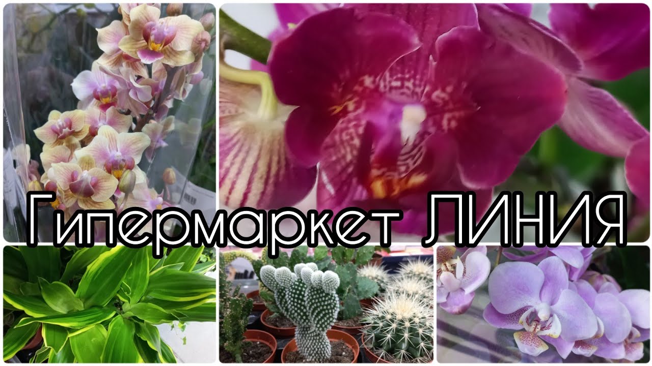 21.01.23 #Гипермаркет #ЛИНИЯ #ЦВЕТЫ ? #Орхидеи #фаленопсис #замиокулькас #монстера #суккуленты и др