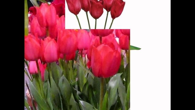 ТЮЛЬПАН (TULIPA) сем. Лилейные смотреть онлайн