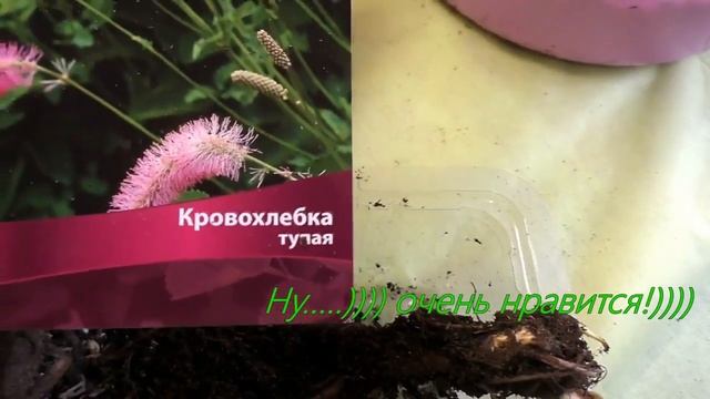 Неприхотливые садовые цветы: ромашка или нивяник? Какие цветы для сада выбрать? Что посадить в саду