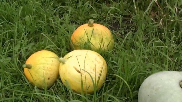 Урожай тыквы Волжская серая и Медовая и Кроха смотреть онлайн
